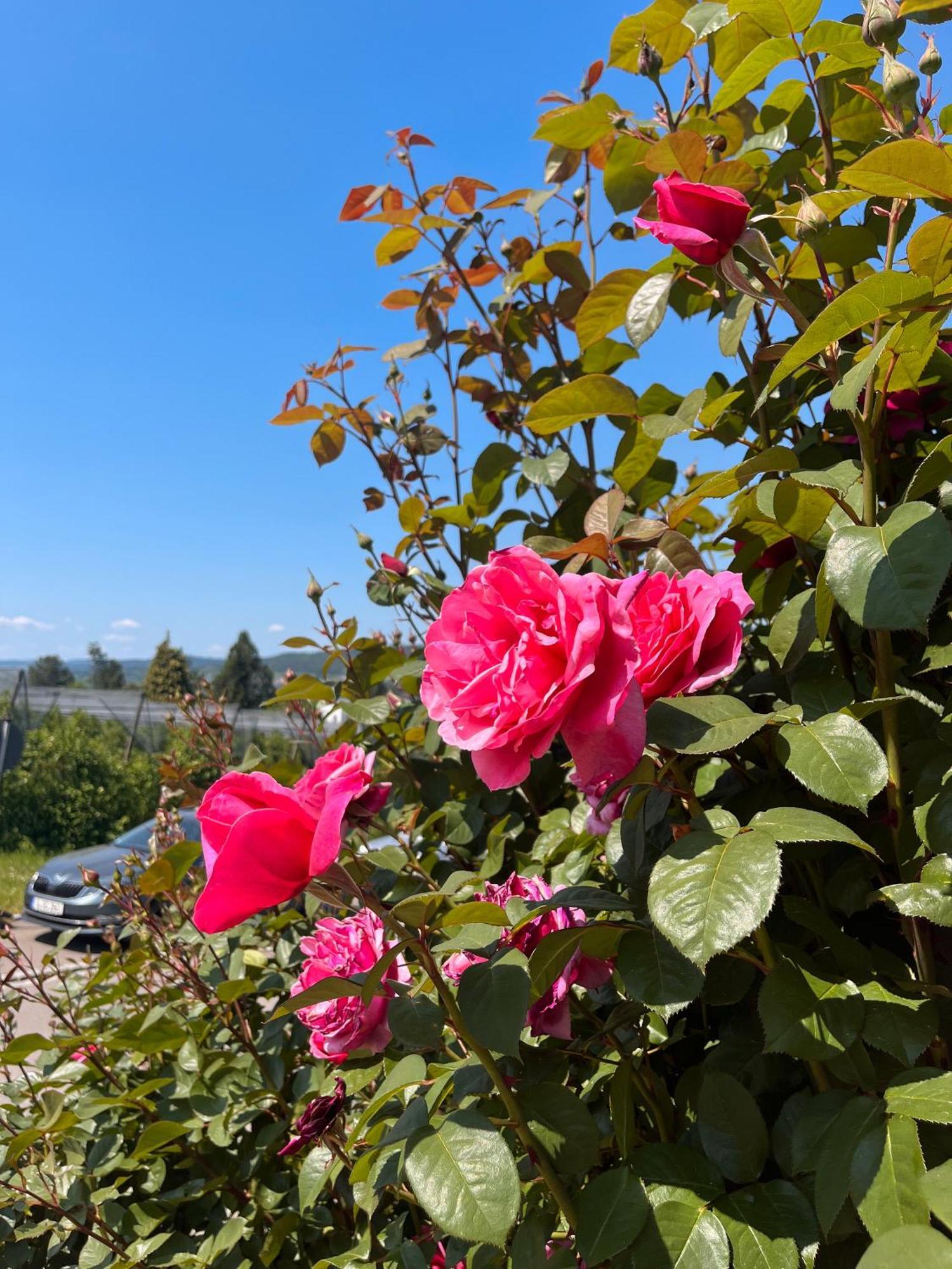 Ferienwohnungen Im Rosengarten بودمان لودفيغسهافن المظهر الخارجي الصورة
